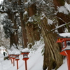 大杉