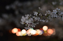 夜桜