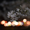 夜桜
