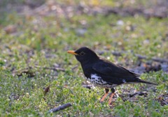 クロツムギ　オス