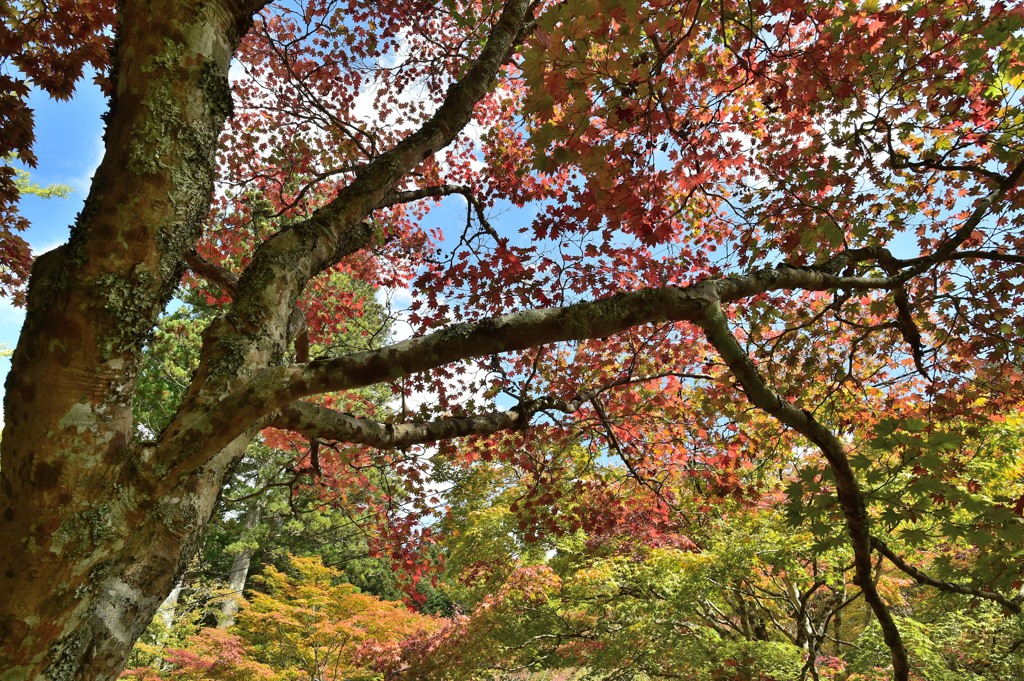 紅葉
