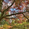 紅葉
