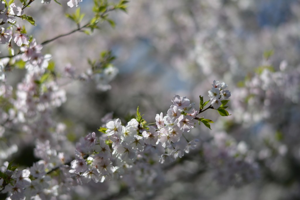 桜