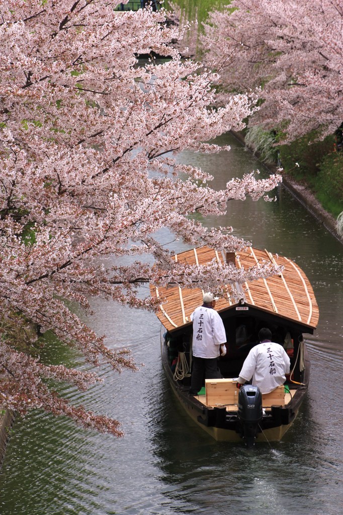 伏見の桜