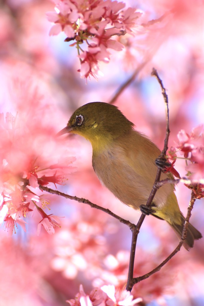 メジロの食事タイム