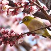 ウメジロー
