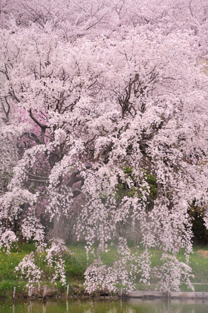 SAKURA