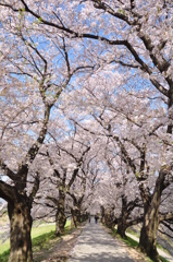 桜道