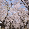 桜道