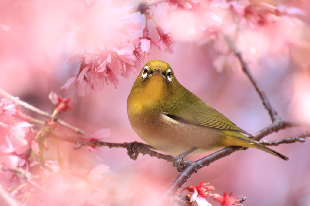 オカメザクラとメジロ