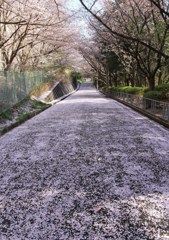 桜道