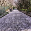 桜道