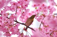 メジロと桜