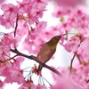 メジロと桜