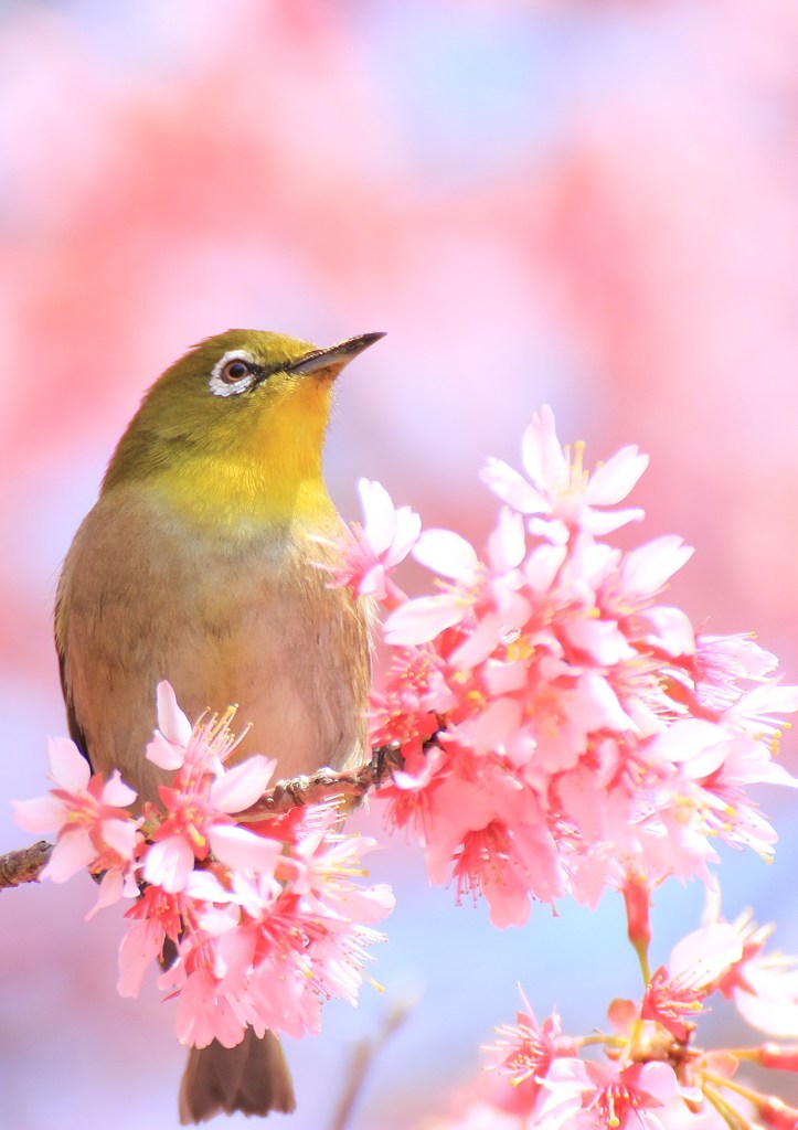ウメジロの後はカメジロ