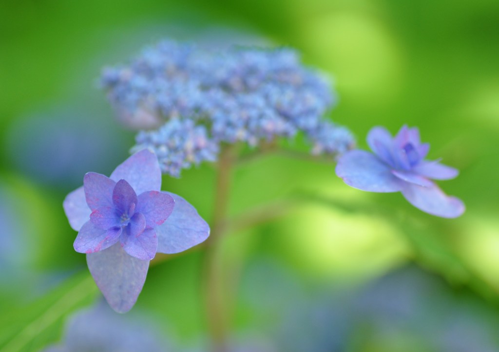 紫陽花