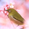 ふんわりメジロ