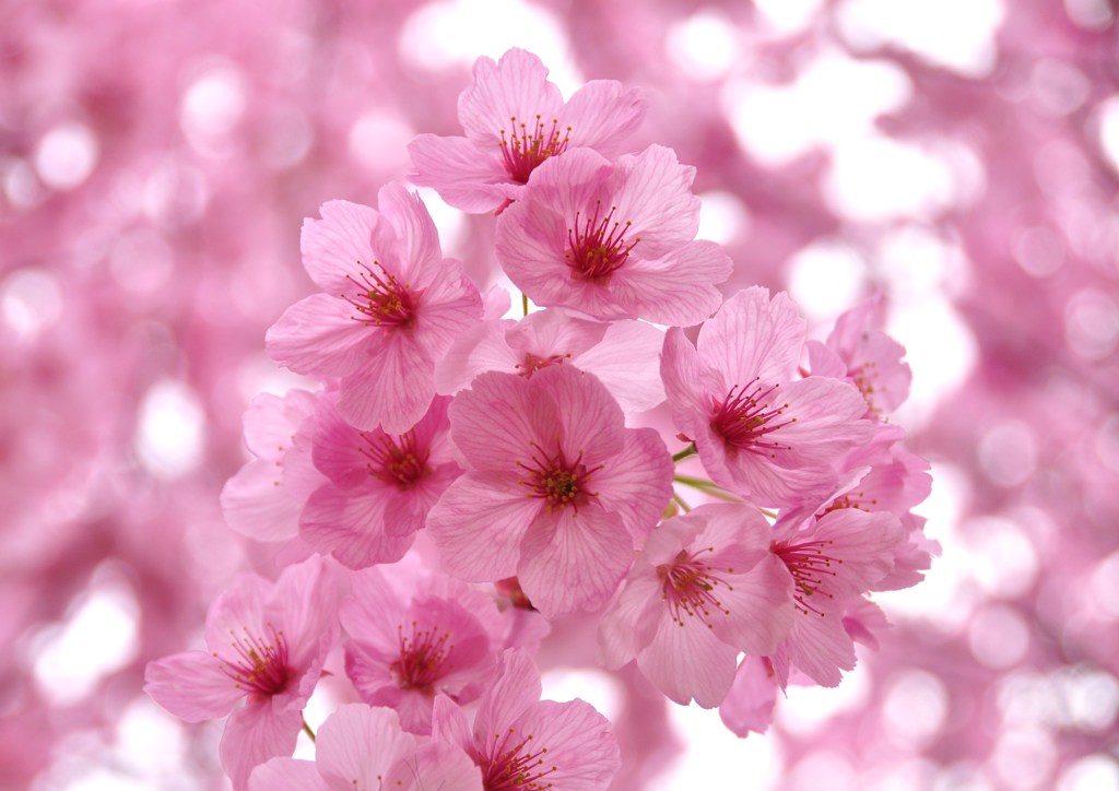 桜さくらsakura