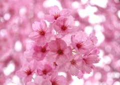 桜さくらsakura