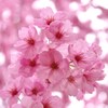 桜さくらsakura