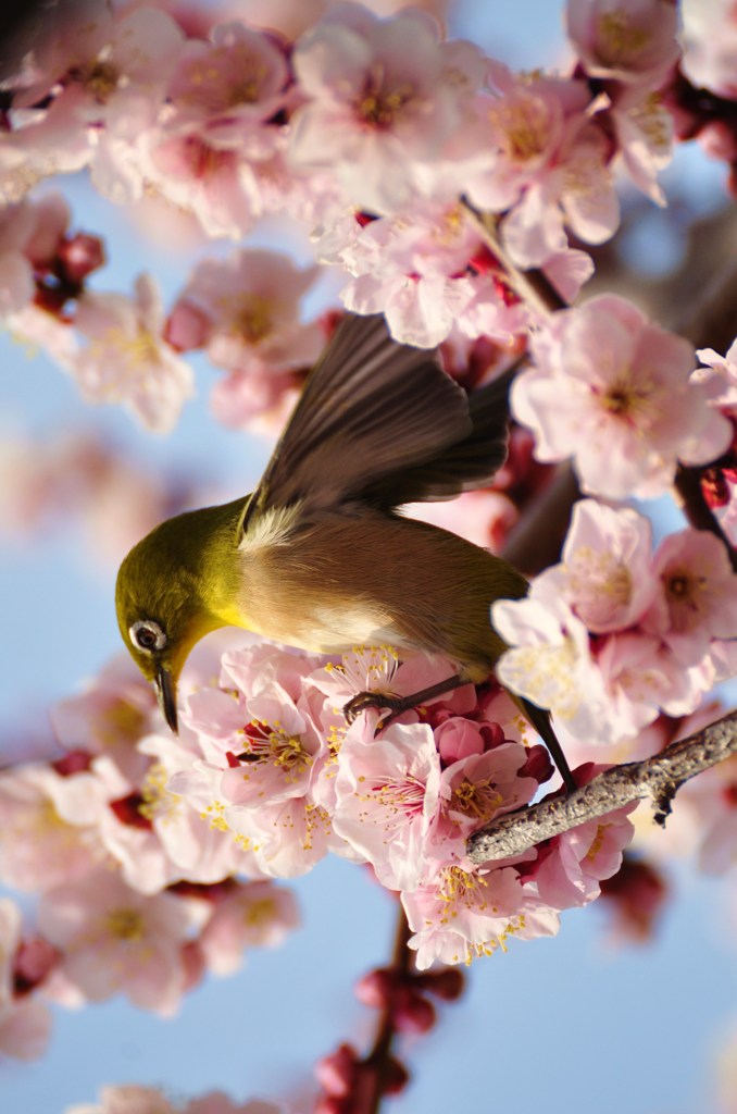 春が来た