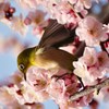 春が来た