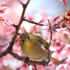 メジロちゃんと挨拶をかわす