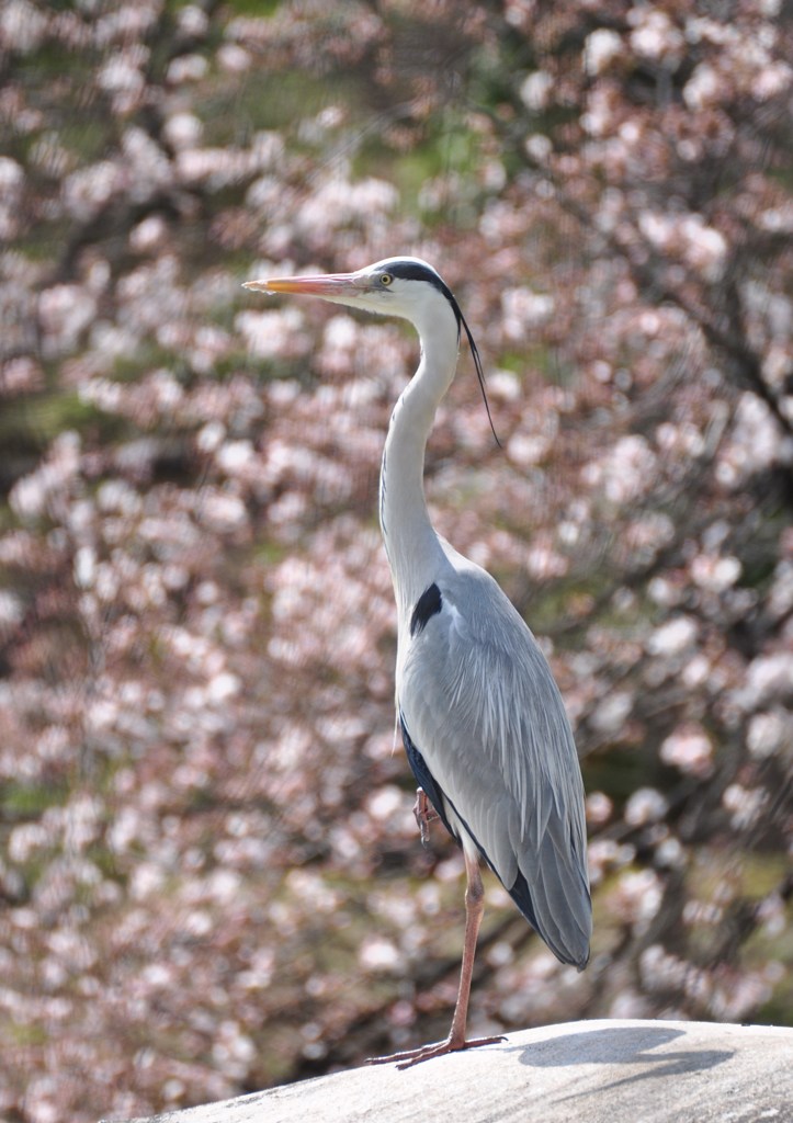 アオサギ