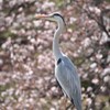 アオサギ