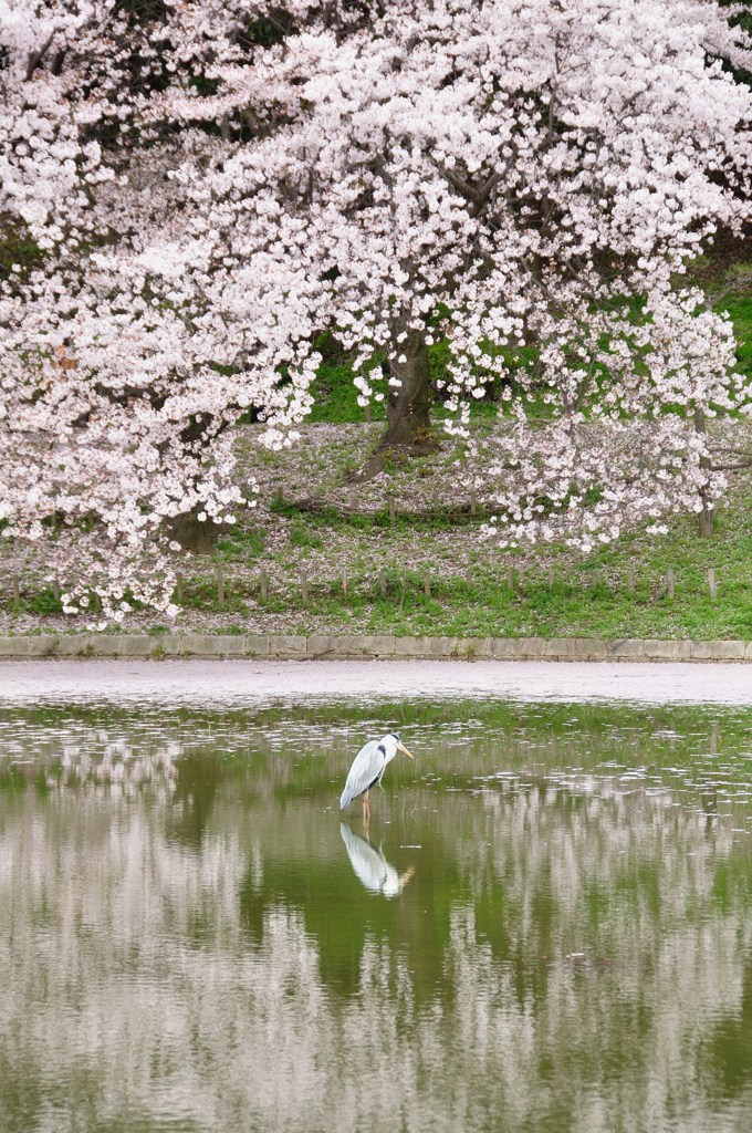 桜の木下で　