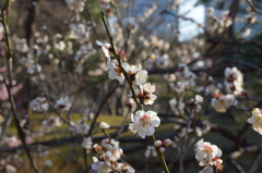 小石川後楽園