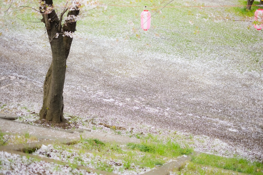 桜散る