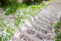 桜散る階段