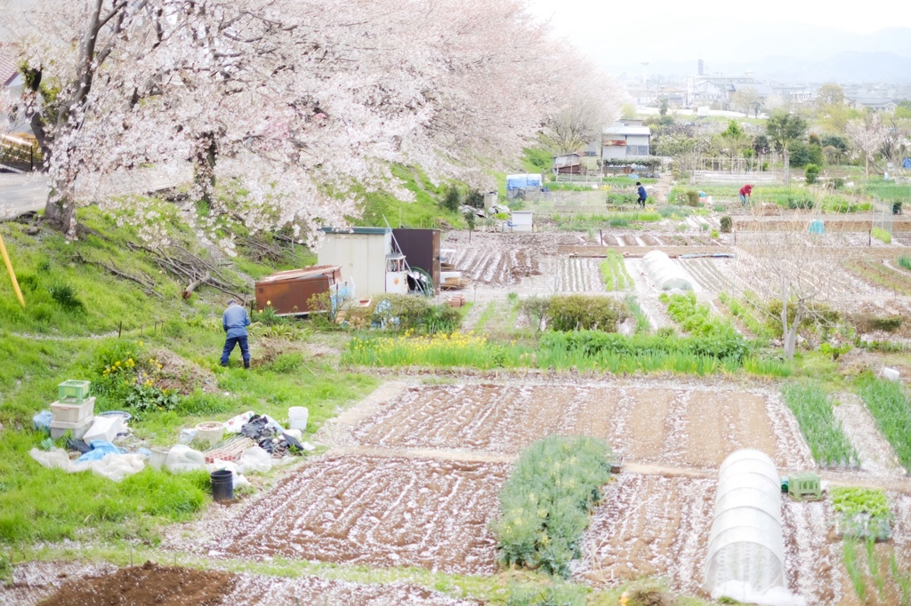桜ちる畑