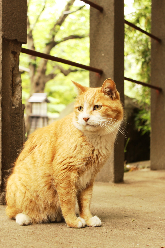 トウキョウノネコ