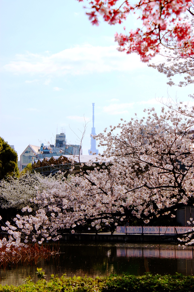 スカイツリーと桜