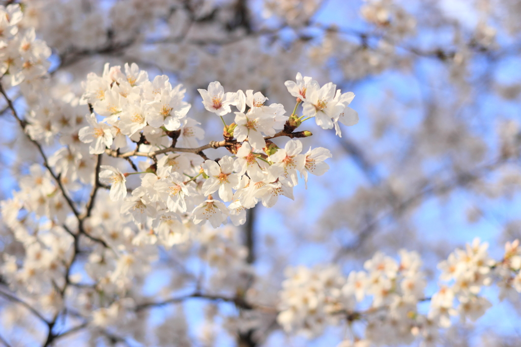 SAKURA