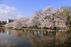 桜並木