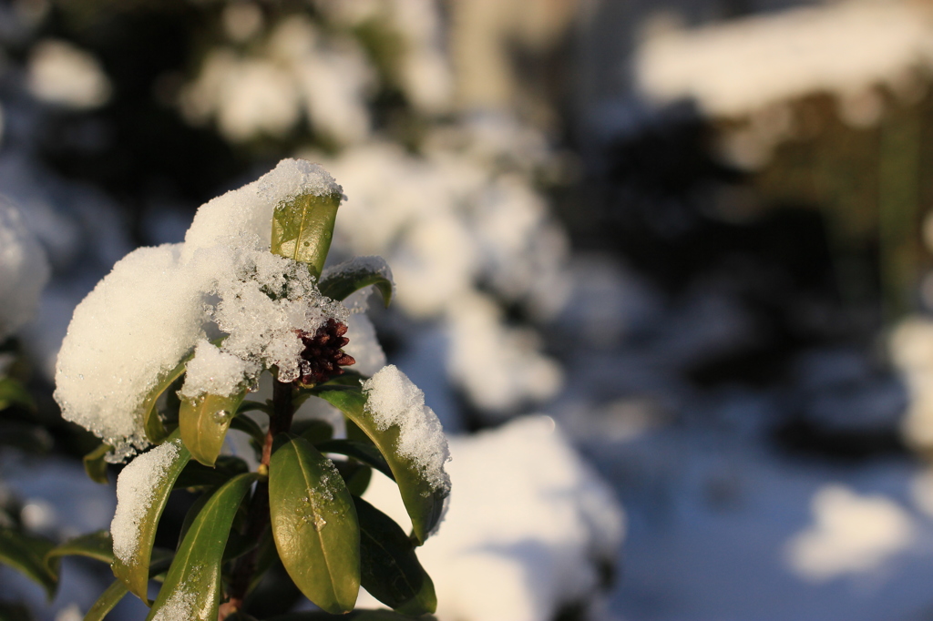 雪の朝