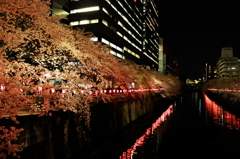 夜桜に行こう！
