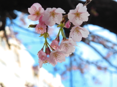 港町　桜
