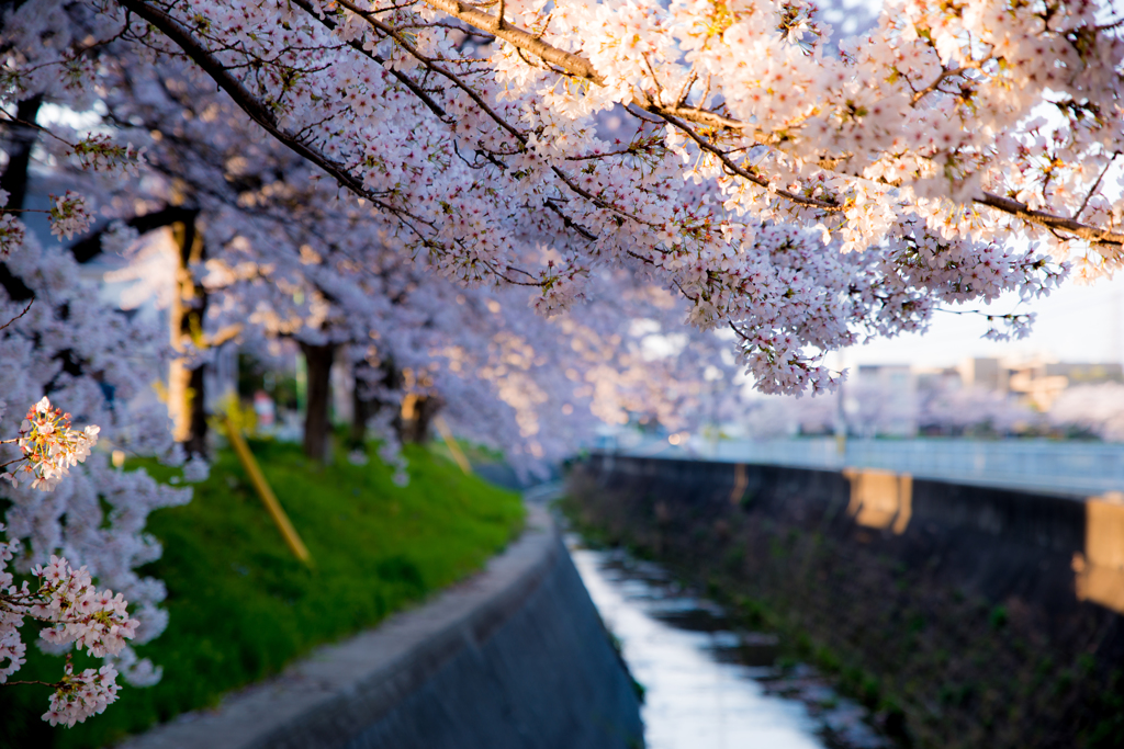 桜路地溝