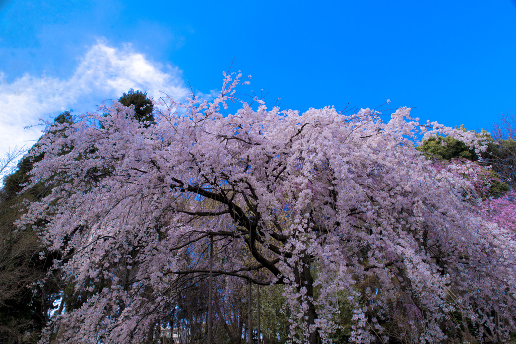 轟枝垂桜