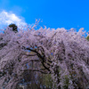 轟枝垂桜