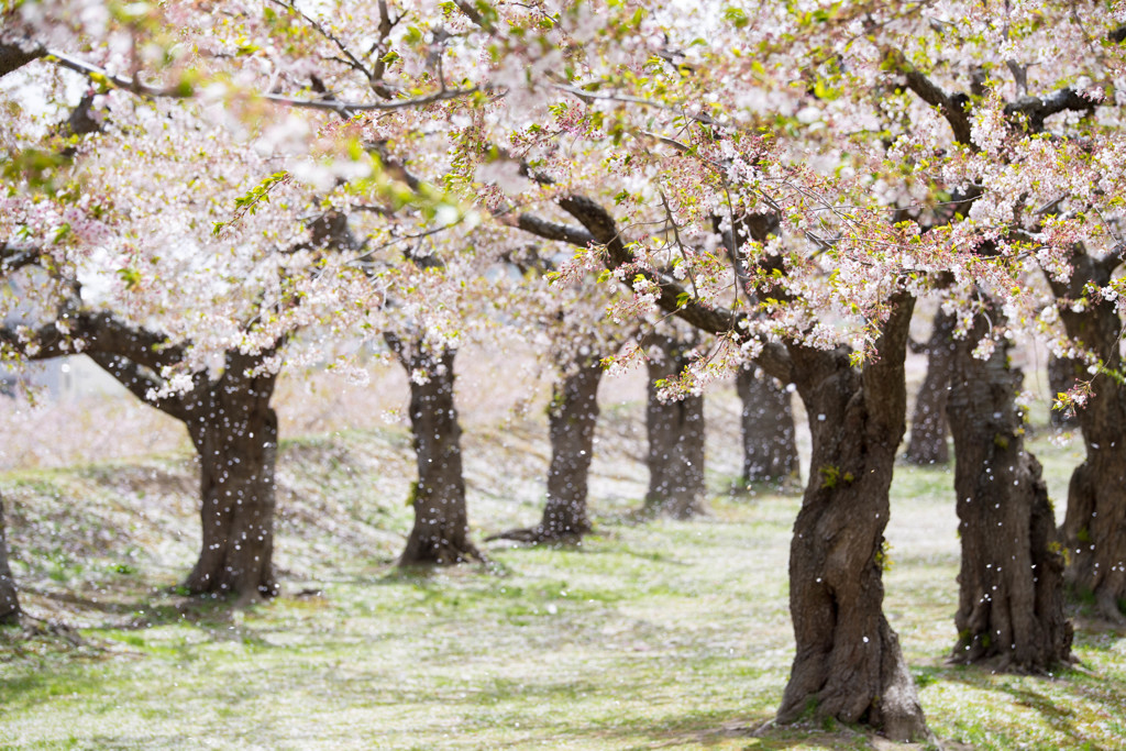 函館_桜吹雪