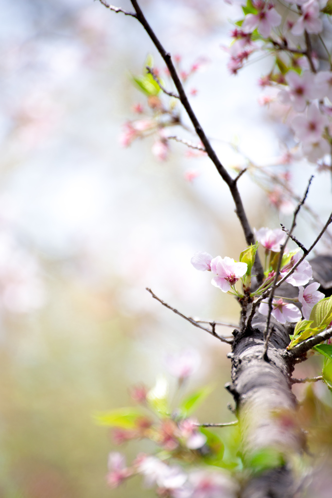 陽桜影法師1