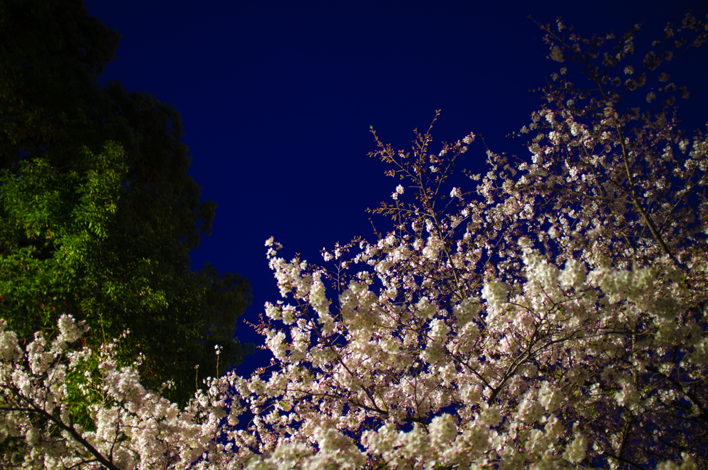 初見夜桜