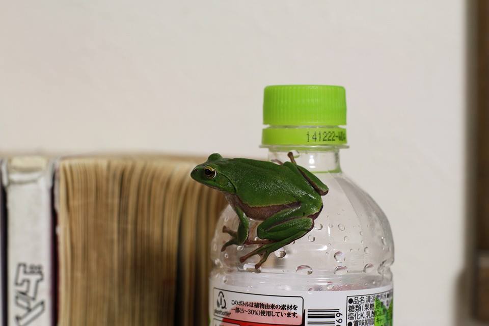 珍客到来☆