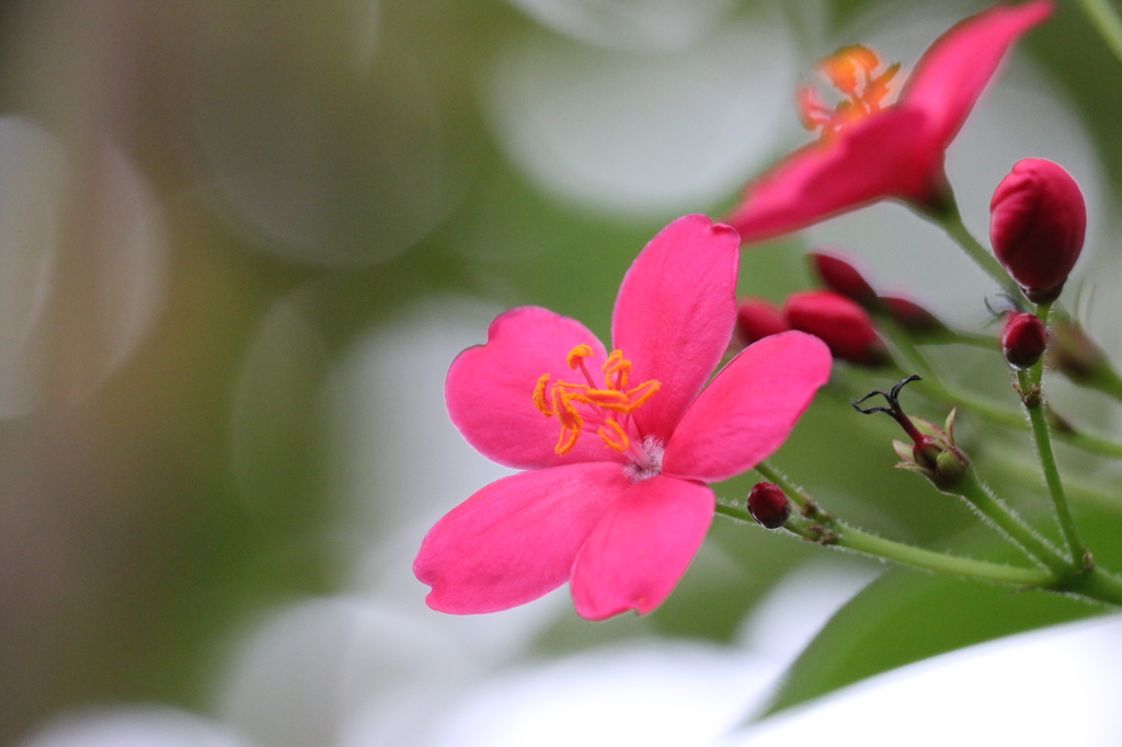 開花