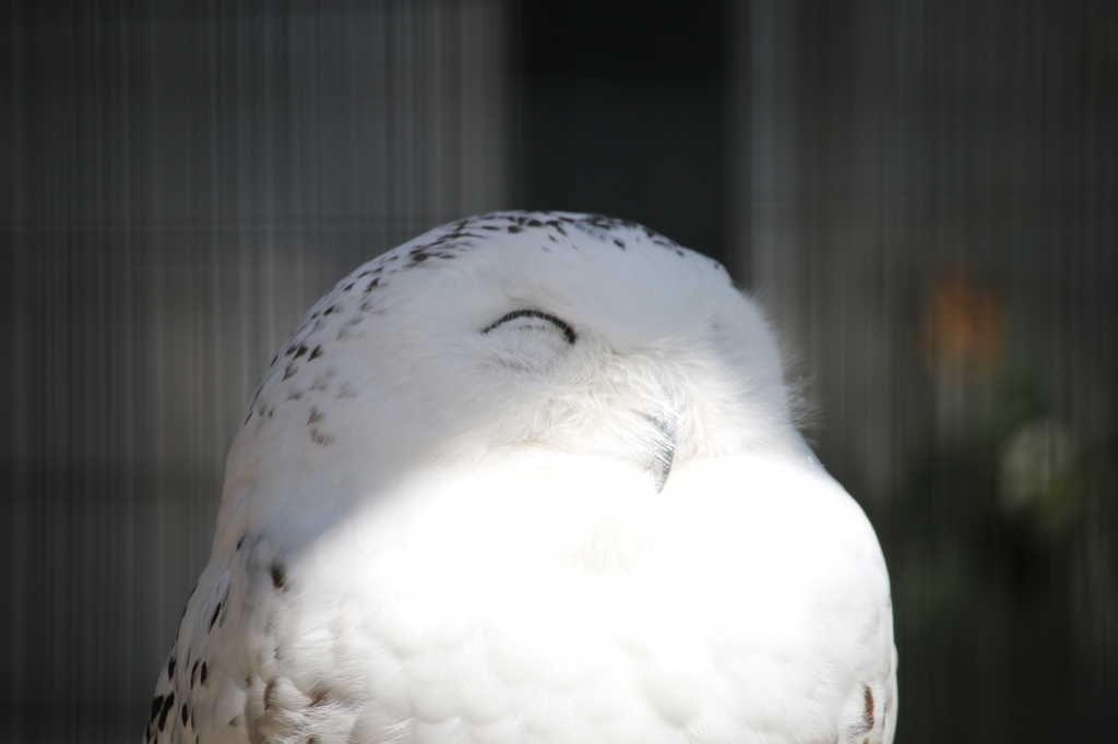 にっこりフクロウ